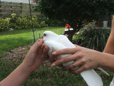 white dove release